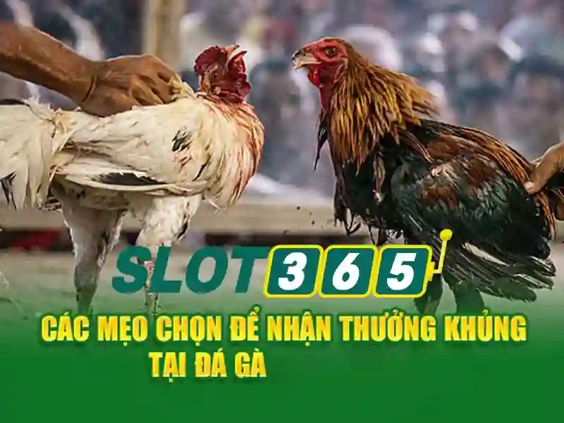 đăng ký Slot365 – Trải nghiệm cược trực tuyến tuyệt vời