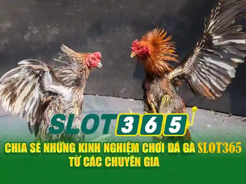 Slot365: Nền tảng cá cược và slot trực tuyến hàng đầu