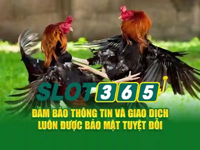 Slot365: Nền tảng slots trực tuyến hàng đầu