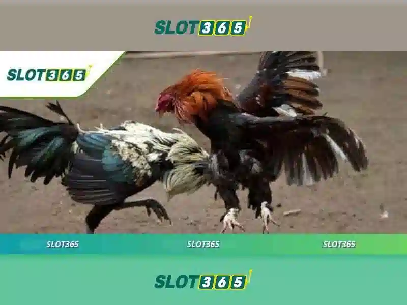 Slot365 bị chặn: khám phá Slot365 apk và slot365 .com