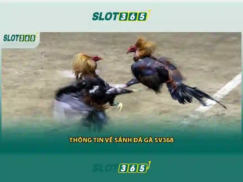 Slot365: Nền tảng cá cược và slot trực tuyến hàng đầu