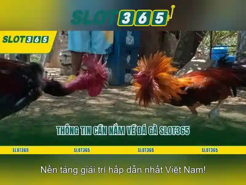 Slot365: Trải nghiệm máy đánh bạc trực tuyến đỉnh cao